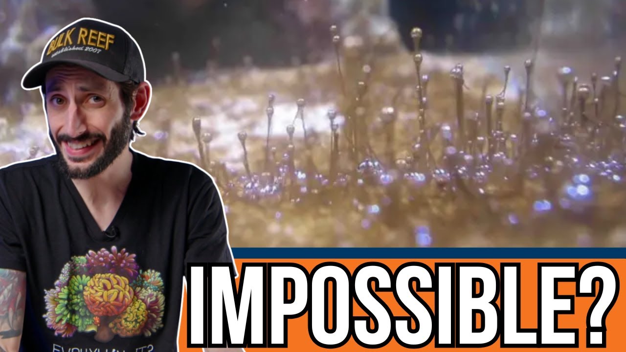 Help! I Wrecked My Tank Ep. 6 - Dinoflagellate Control