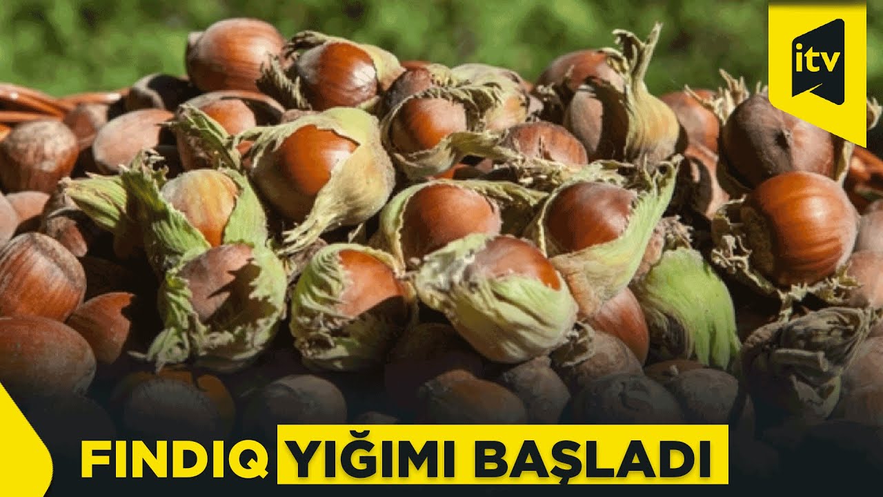 Bağlarda fındıq yığımına start verildi – məhsuldarlıq fermerləri qane etmir
