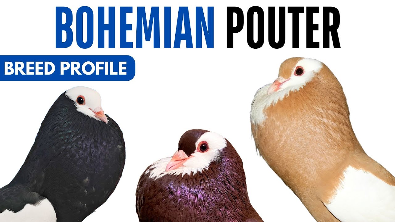 Bohemian Pouter Pigeon Breed Profile - History - Bohemian Pouter Pigeon Health Issues Price Training