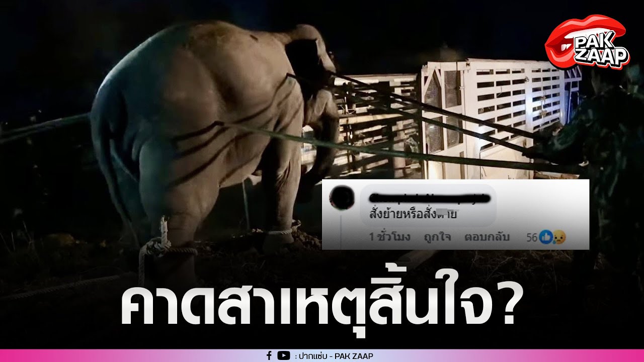 'กรมอุทยานฯ'คาดสาเหตุ'ช้างป่า สีดอหูพับ'เสียชีวิตระหว่างเคลื่อนย้าย หลังคนไทย ตั้งข้อสังเกตุสนั่น?