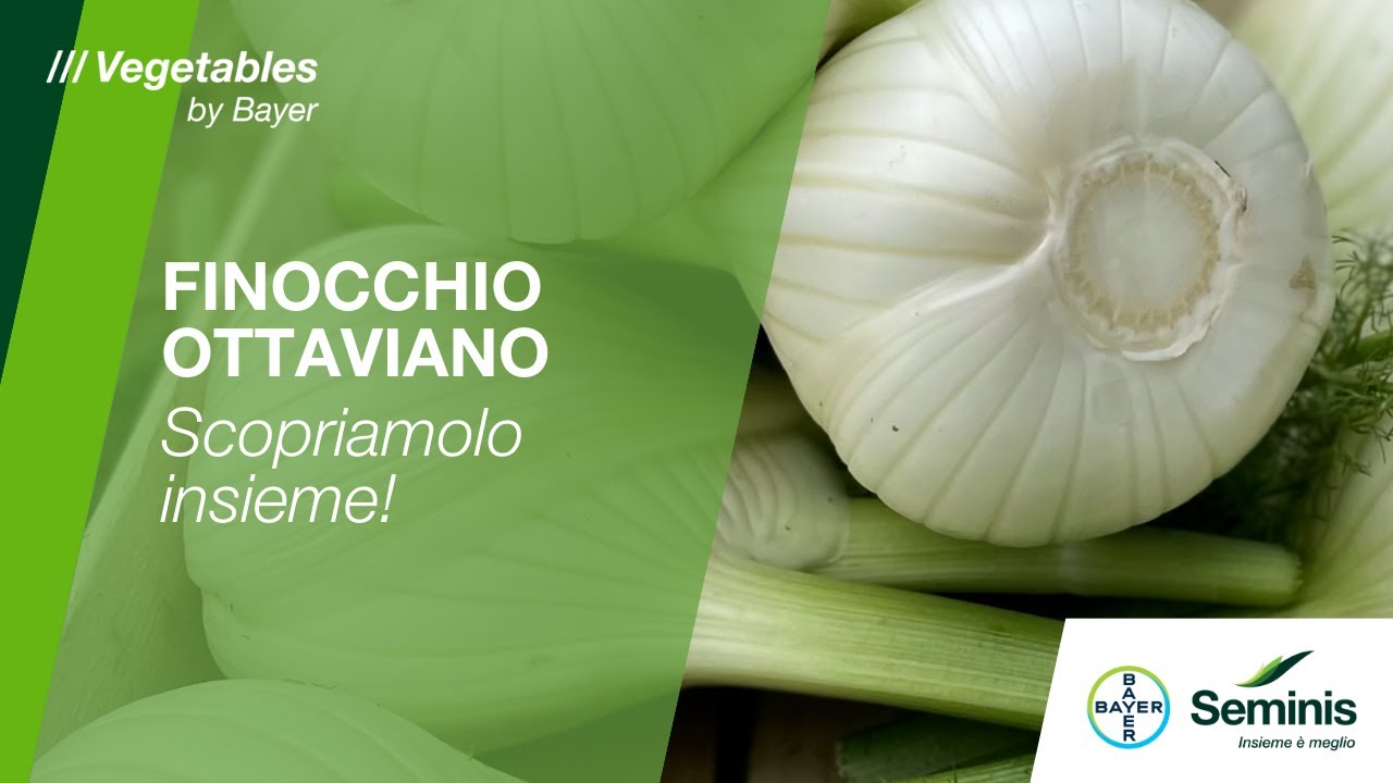 Finocchio Ottaviano: il nuovo arrivato per i cicli invernali! /// Seminis by Bayer