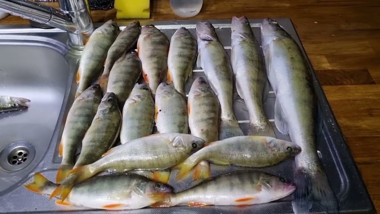 KAYSERİ YAMULA BARAJI MOLLAHACI SUDAK VE PERCH AVI  03.06.2023