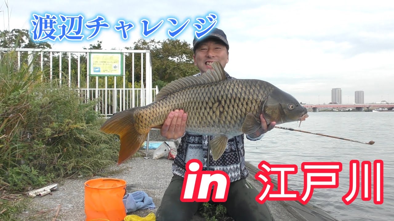 渡辺武の一緒に♥鯉釣りしませんか？～都市河川挑戦第二弾in江戸川！江戸前の鯉ちゃんは会いに来てくれるのだろうか？の巻き～