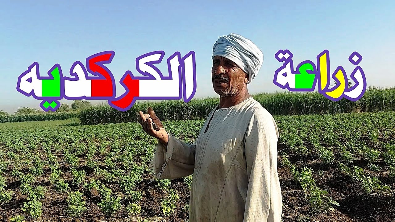 زراعة الكركديه☝☝مواعيد الزراعة والري والتسميد️☝أورجانيك