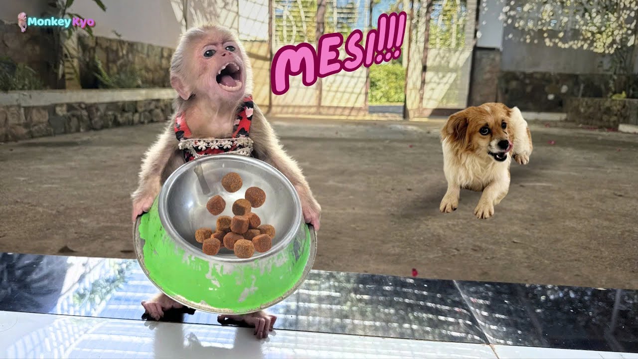 Dog Mesi mysteriously disappears – Monkey Kyo worriedly runs to find Dad!