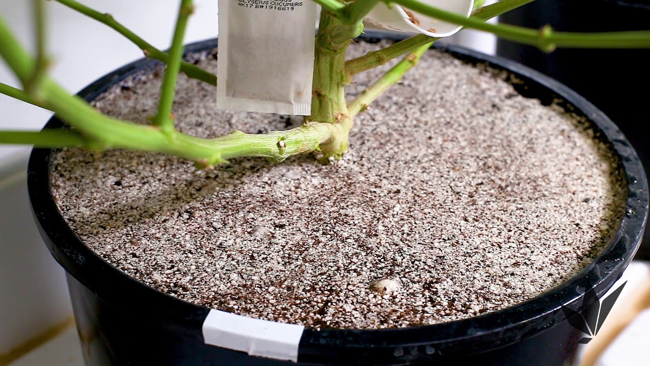 Watering & Flushing Cannabis Plants