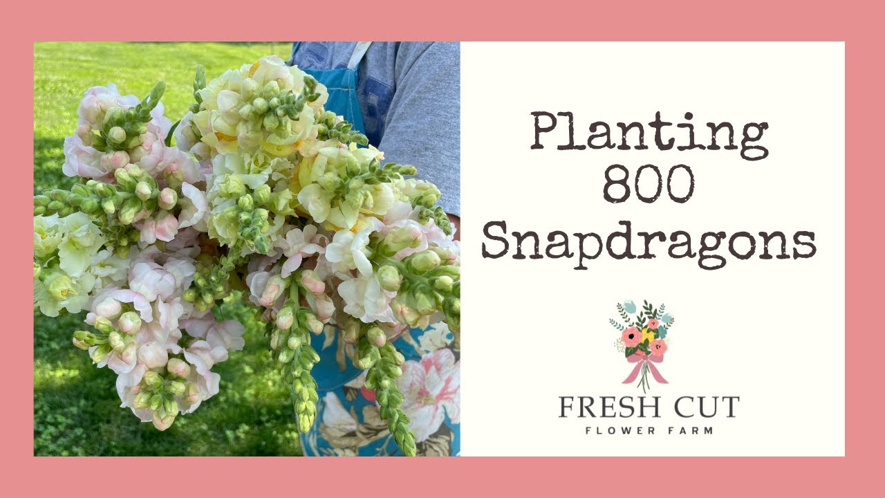 Prepping Beds | Planting Snapdragons | DIY Plant Spacer