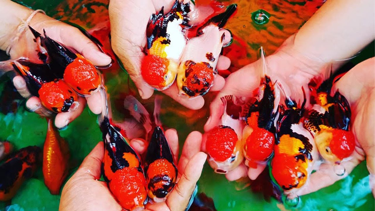 Wow So Cute! The most beautiful goldfish collection