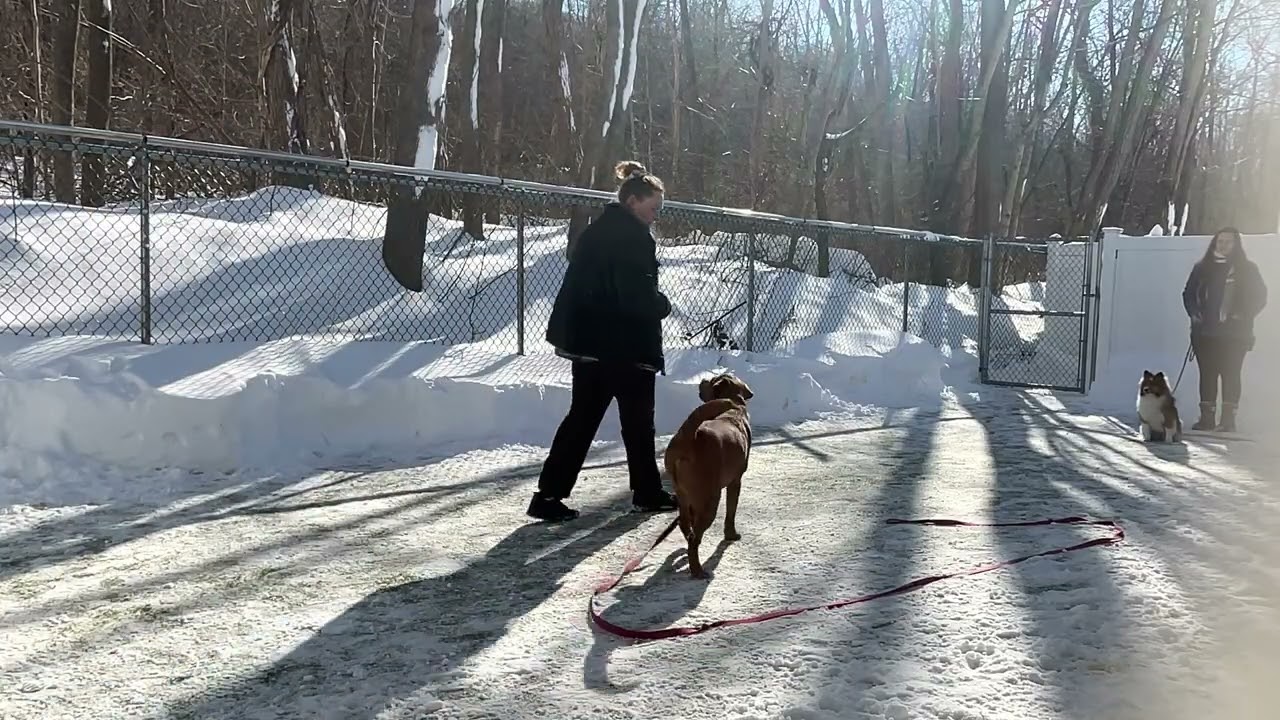 Boss- Working on come, sit, leave it, leash walking, place, down, table surfing, gentle, and look