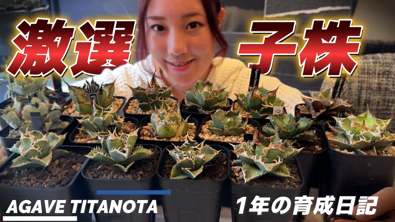 【アガベ】我が家の良く育っている激選子株ベスト15の紹介と育成法 Agave titanota