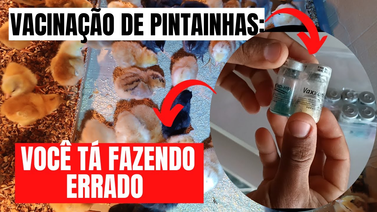 Vacinação de pintainhas:Como dividir a dosagem correta /Como é o calendário de vacinação lá da roça.