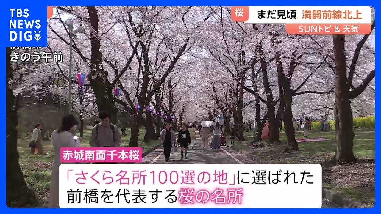北関東の桜は続々と見ごろに　「赤城南面千本桜」は10日に満開迎える【SUNトピ】｜TBS NEWS DIG