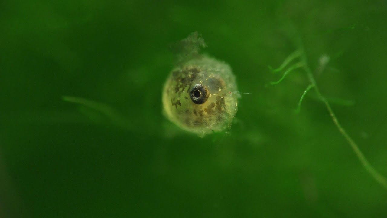 How To Breed Fundulopanchax Gardneri - The Steel Blue Killifish