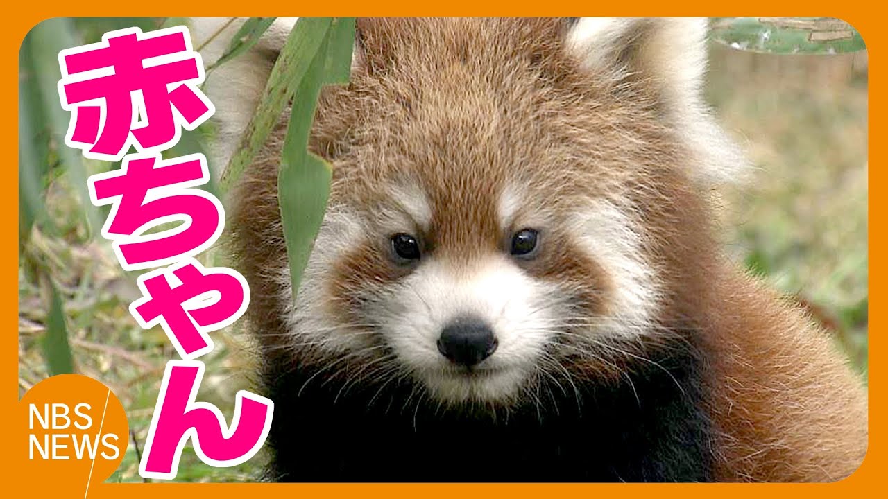 レッサーパンダの赤ちゃん　母親とじゃれたり、走り回ったり　1日30分限定で公開　長野市の茶臼山動物園　11月15日から名前を一般公募する予定