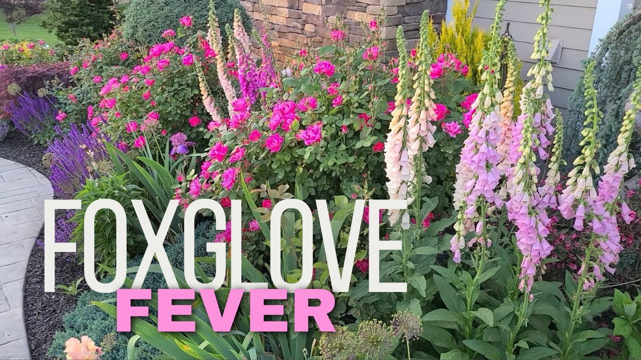 Foxgloves Grown from Seed. Cottage Garden Tour