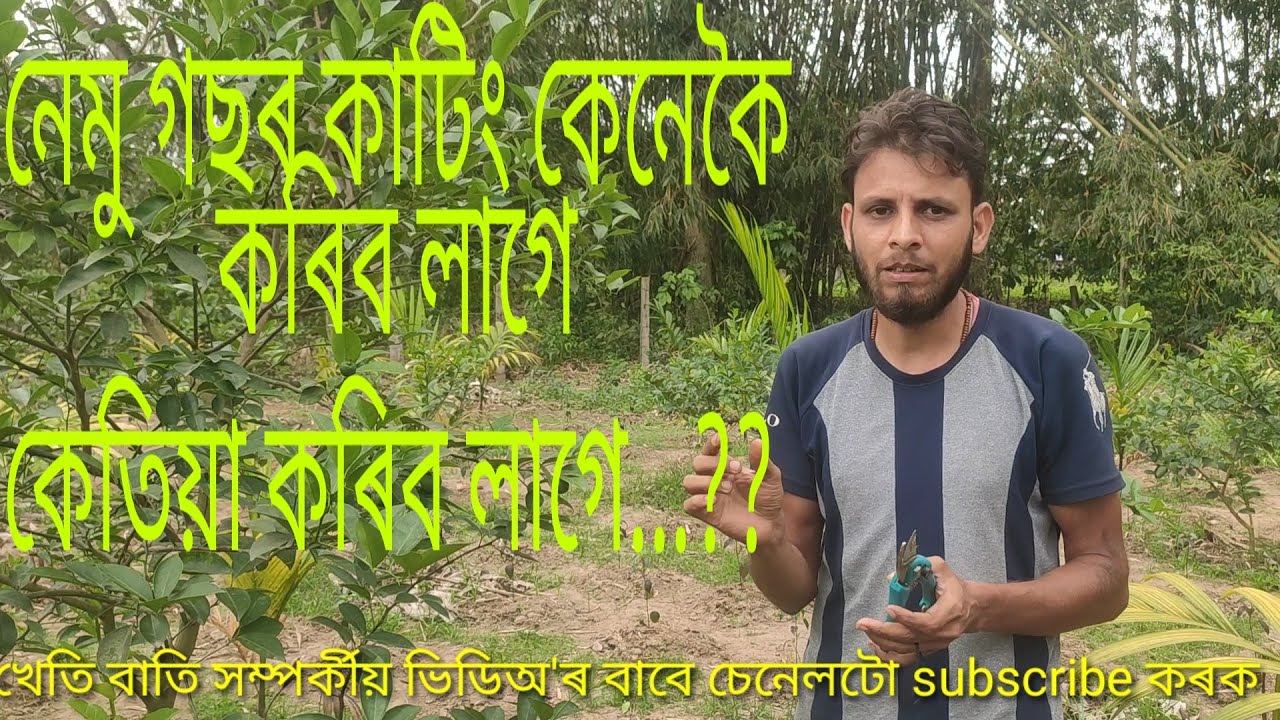 নেমু গছৰ  কাটিং কেনেকৈ কৰা হয়। কেতিয়া কৰিব লাগে!cutting কৰিলে কি লাভ হয়!