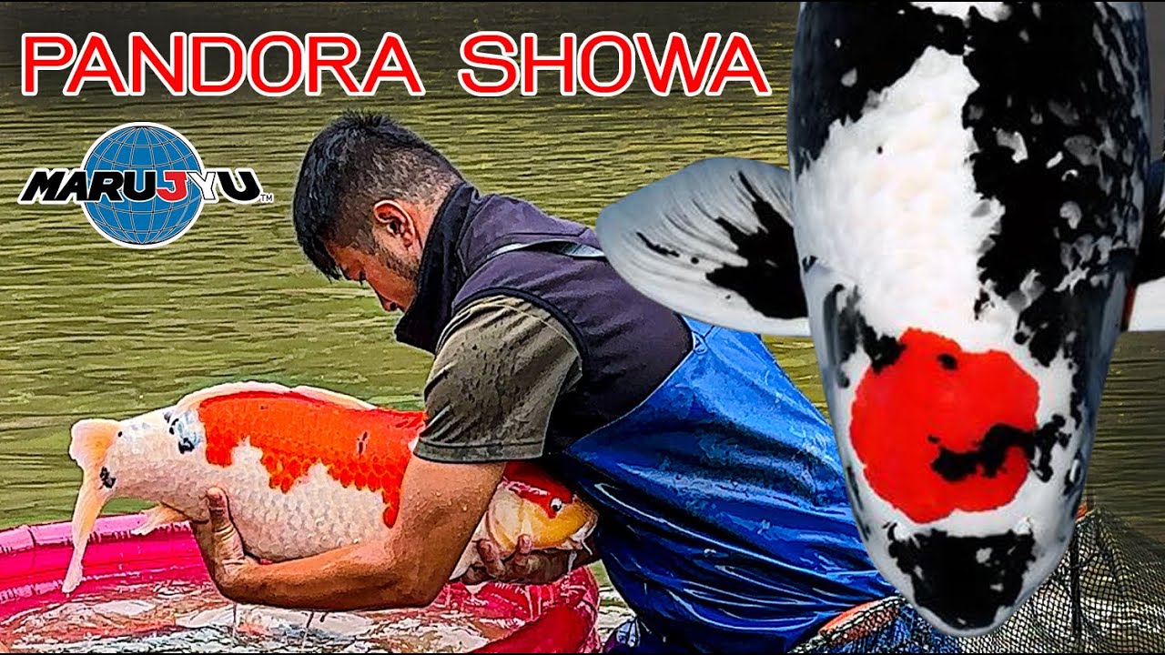 Pandora Showa สายเลือดใหม่ จาก Dainichi Toyota x Marujyu