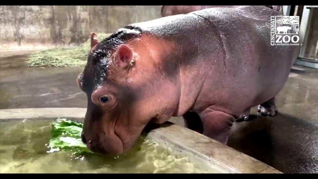 Baby Hippo Fritz Eating His Lettuce in Water - Cincinnati Zoo