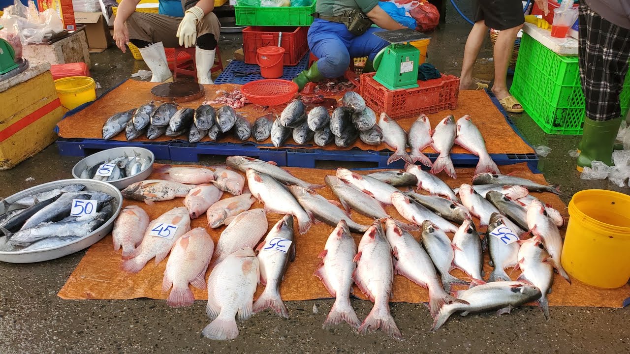 Chợ đầu mối bình điền sáng thứ bảy tôm càng 50k cá linh 50k cá ngát 30k cá leo 60k 