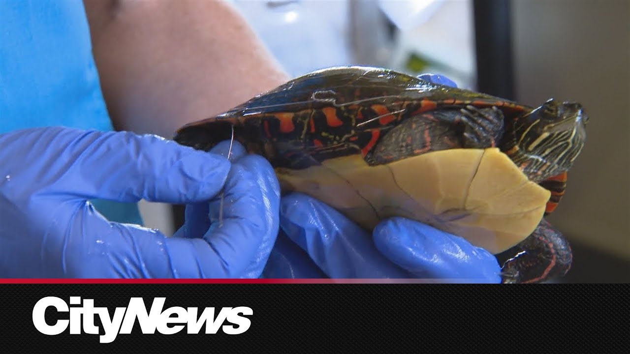 New state of the art turtle conservation centre will save thousands of Ontario turtles every year