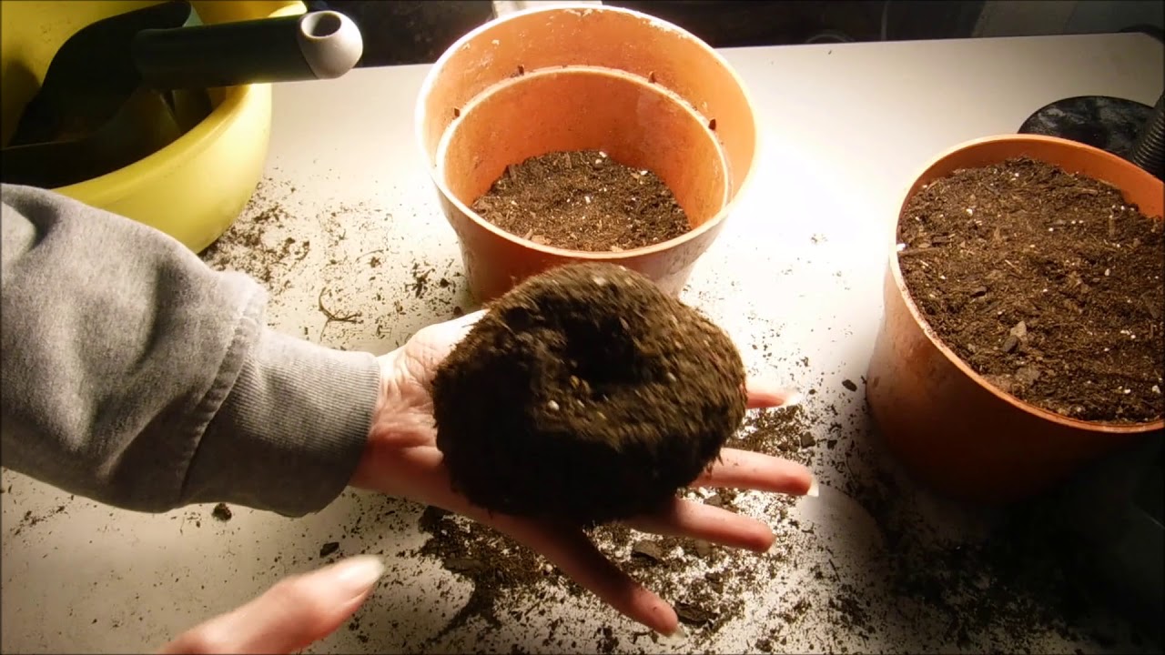 how to plant begonia bulbs, how to plant begonia tubers, how to wake begonia tubers up