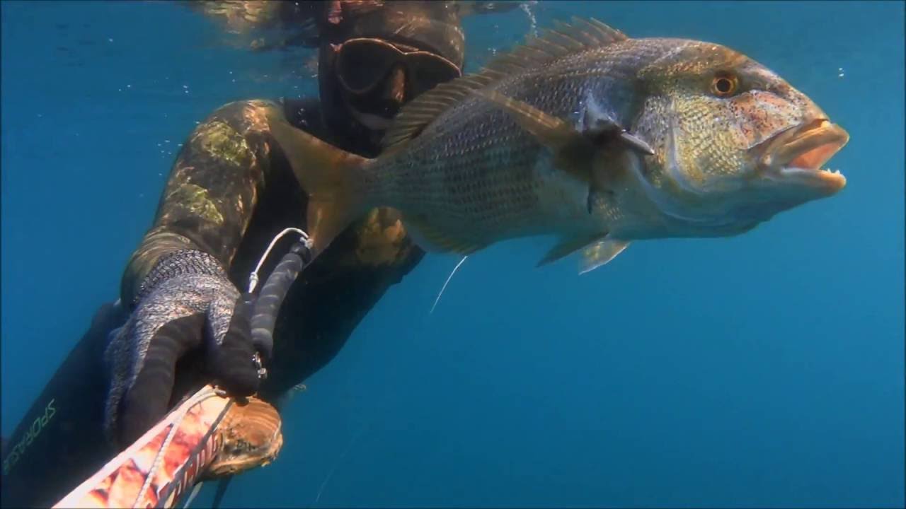 dentice in 3 metri lo sparamine non perdona pescasub pesca in apnea