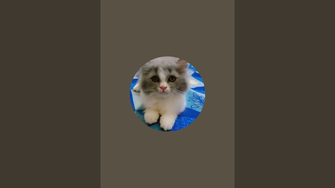 billu ki live ma welcome hai