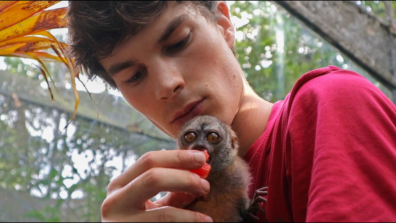 I Fed Watermelon To This Tiny Owl Monkey