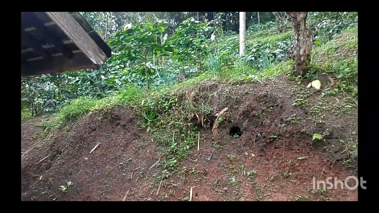 ‼️Jual kebun kopi ‼️luas tanah 6000mt/428 tumbak ‼️ surat surat masih girik 350 jt masih nego
