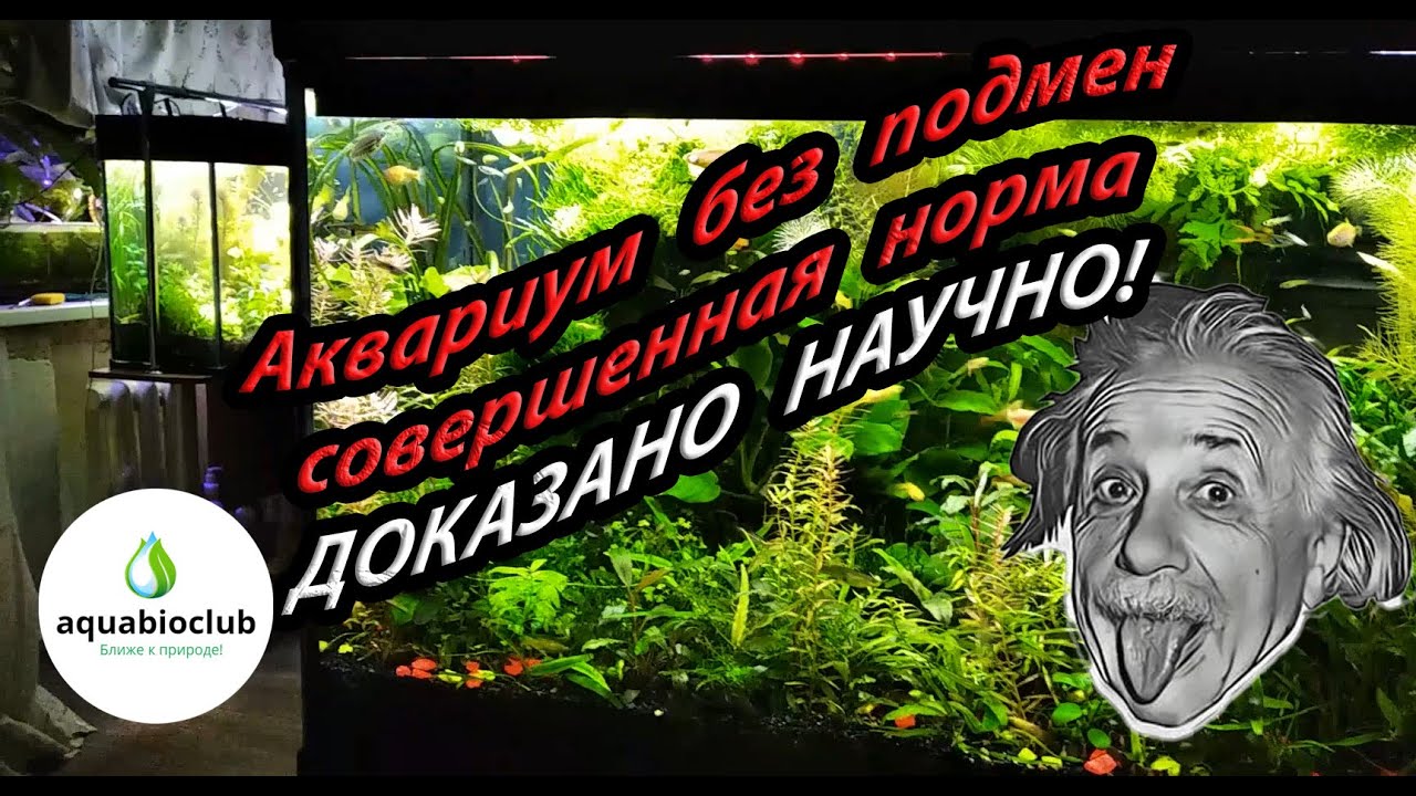 Аквариум без подмен воды научное обоснование содержания. Основы содержания растительного аквариума.