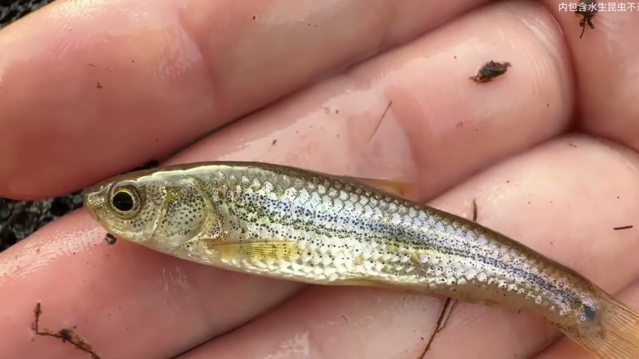 Catching fish and shrimp by the rural riverbank,