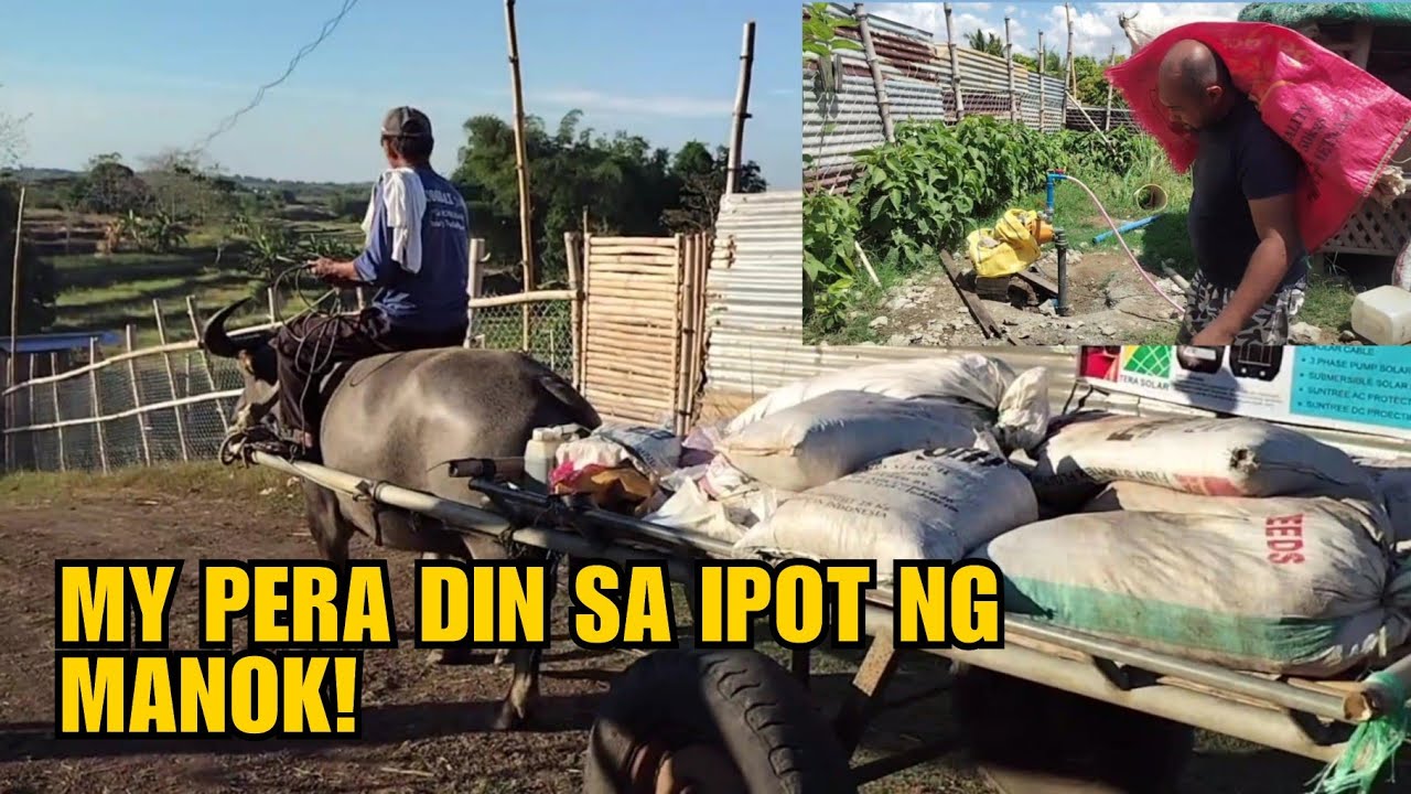 MY PERA DIN SA IPOT NG MANOK!