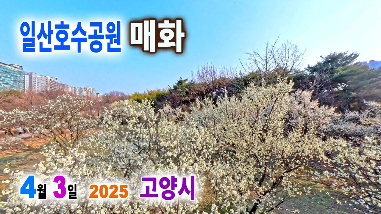 일산호수공원 매화 ── 2025. 4. 3