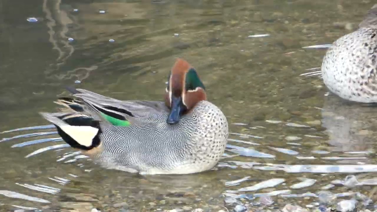 宇連川のヨシガモ
