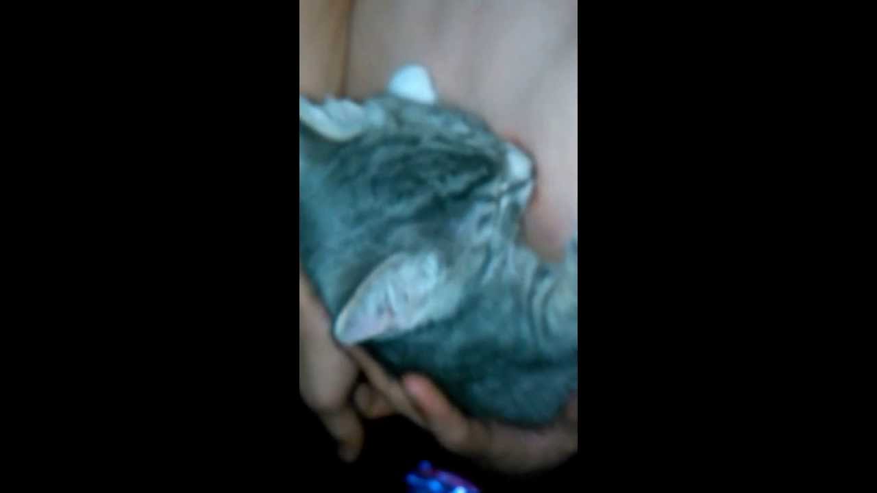 коту сяве не хватает мамы прикол