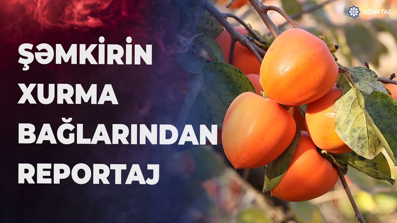 Şəmkirin xurma bağlarından yığılan məhsul Rusiyaya ixrac edilib