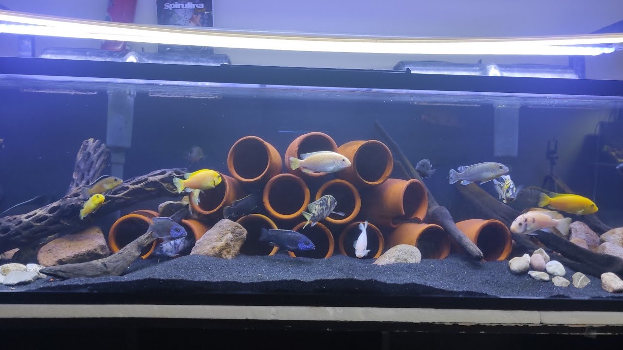 MANTENIMIENTO PROFUNDO AL ACUARIO DE CICLIDOS AFRICANOS / ACUARIO ZACATECAS