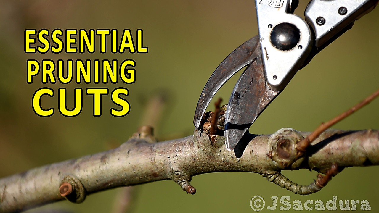 HEADING and THINNING | How to PRUNE your FRUIT TREES