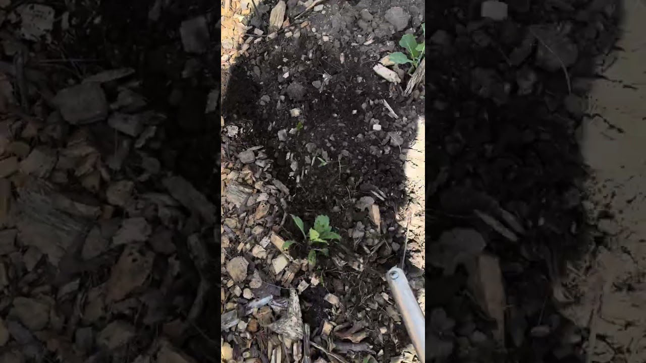 Precision Weeding in Action: Wire Weeder精细除草神器 #tools #asmr