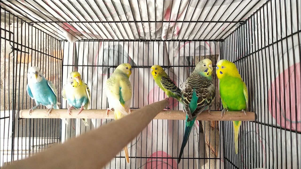 Summer time me Bird 🐦🕊️