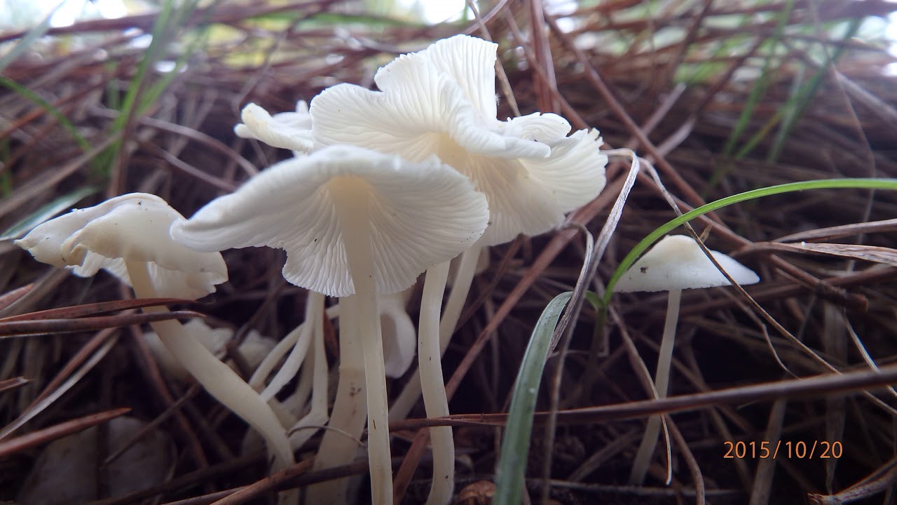 Hemimycena is a genus of fungi in the family Mycenaceae.