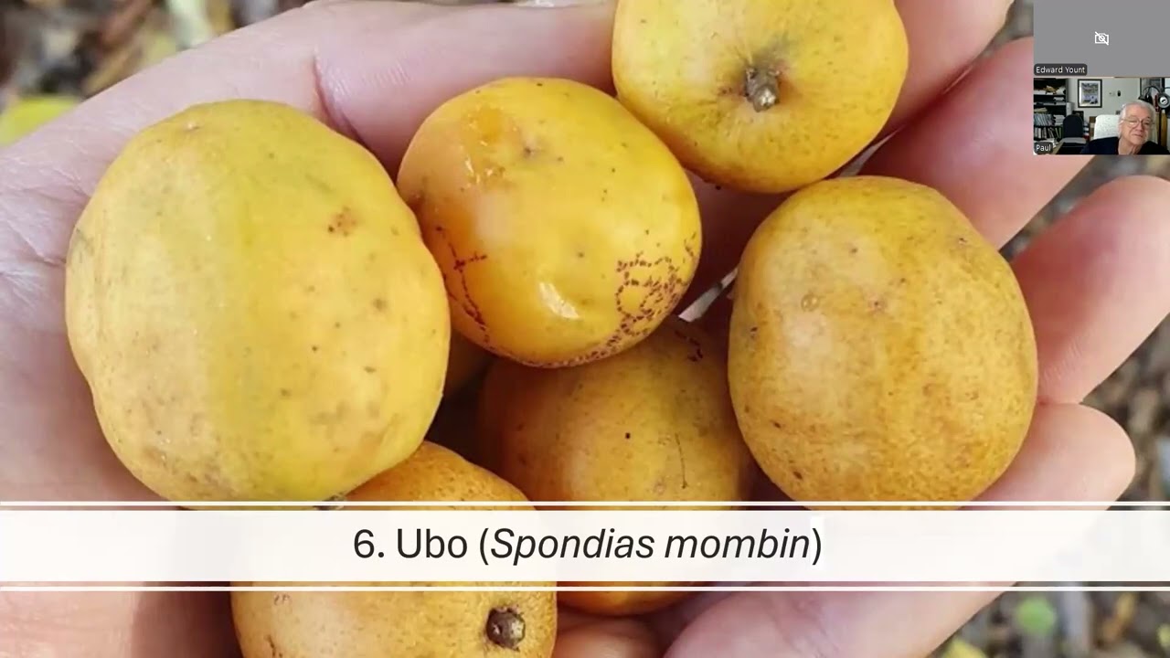 Fruits of the Amazon Rainforest in Peru