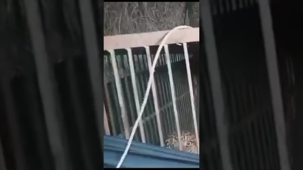 leopard in cage 