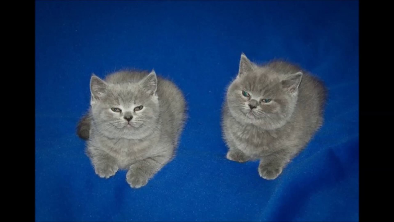 two of them
