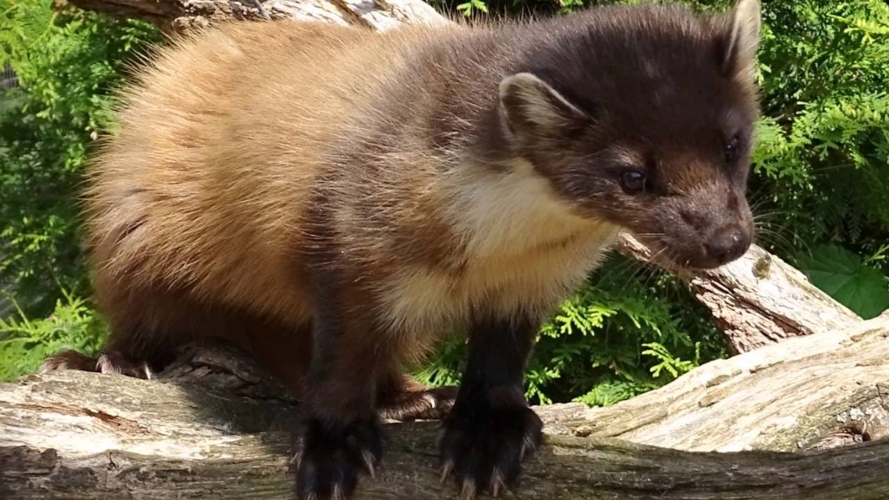 Animal Art - Newfoundland Pine Marten by UK Artist Elle Smith