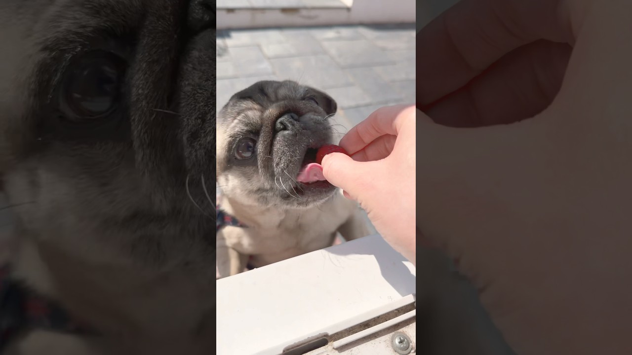 HEALTHY Pug Dog! 🤔 #cutedog #dogtreats #dogfood