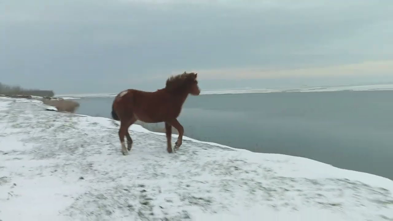 Foal 🐴 rushes like the wind over cliff above the lake / Жеребёнок 🐎 несётся как ветер вдоль озера