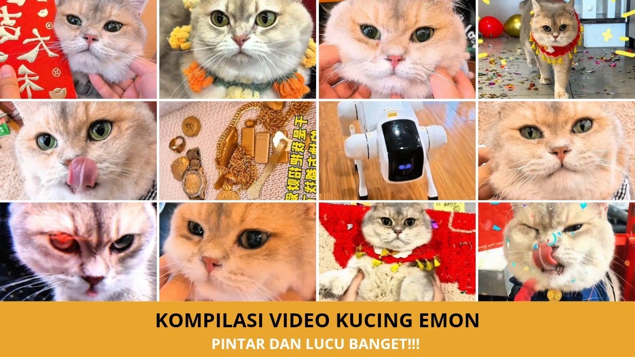 Kompilasi Tingkah Unik Kucing Emon yang Pintar Banget! Bikin Melongo 🤯🐱
