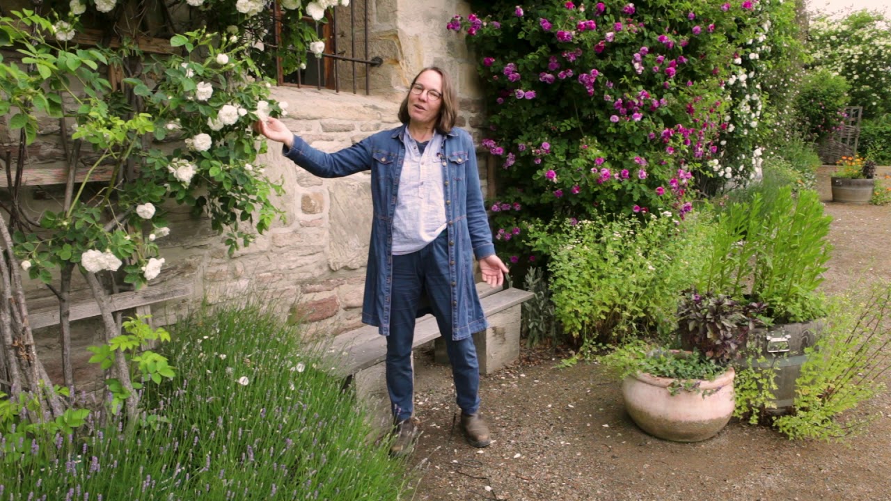 Gartentipps aus Kloster Michaelstein – Strauch- und Kletterrosen