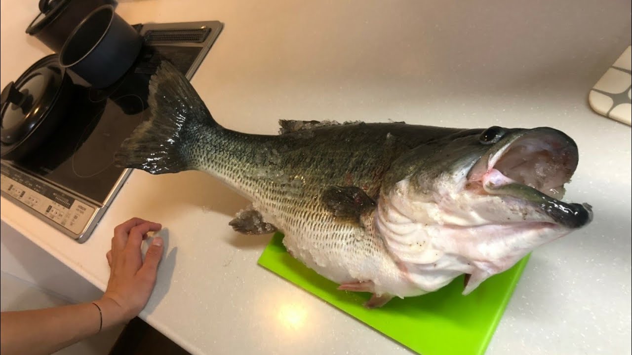 【怪物級】60cmのモンスターブラックバス食べてみた